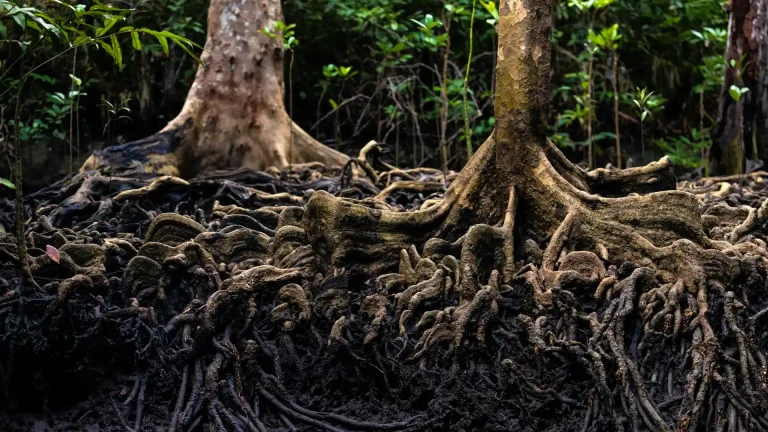 Exposed tree roots beneath a mature tree