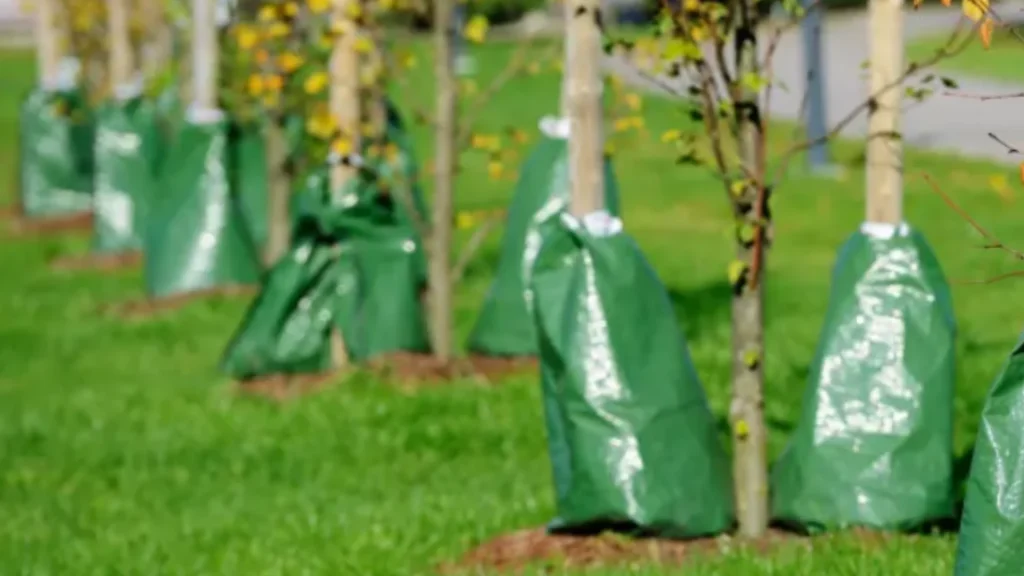 Tree watering bag on newly planted tree