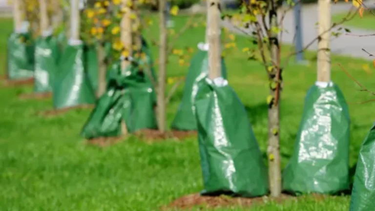 Tree watering bag on newly planted tree