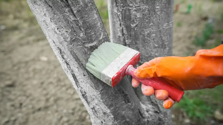 Evergreen tree winter care