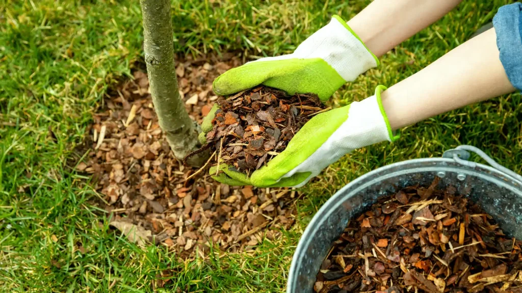 Cypress mulch applied around a healthy tree