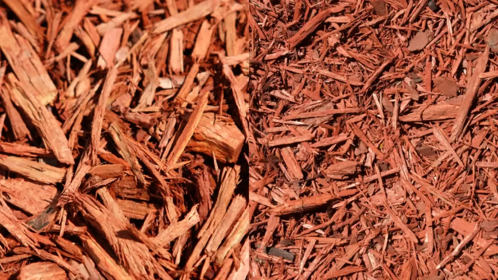 Fresh cedar mulch around landscape plants