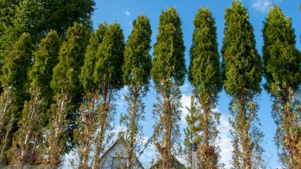 Deer-damaged arborvitae hedge from browsing