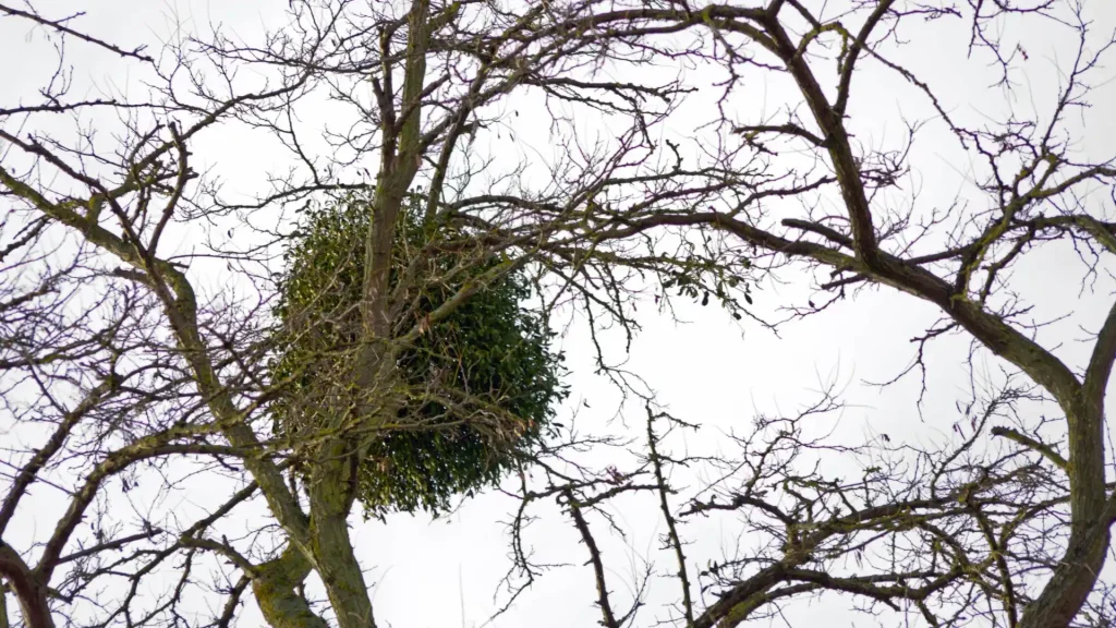 Green mistletoe growing on tree branches in winter