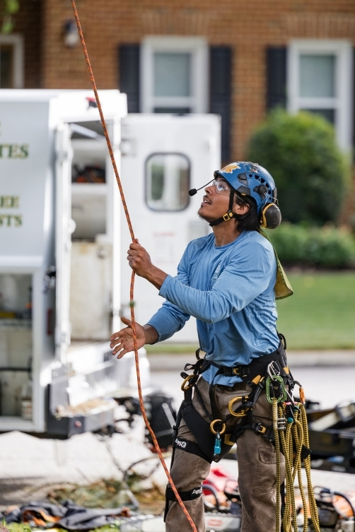 Local tree service professionals working in Chesapeake Virginia