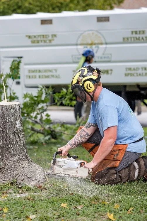 Tree stump grinding restoring usable yard space after tree removal