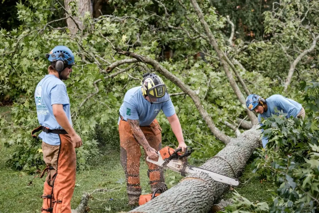 Professional tree removal equipment used on a Chesapeake property